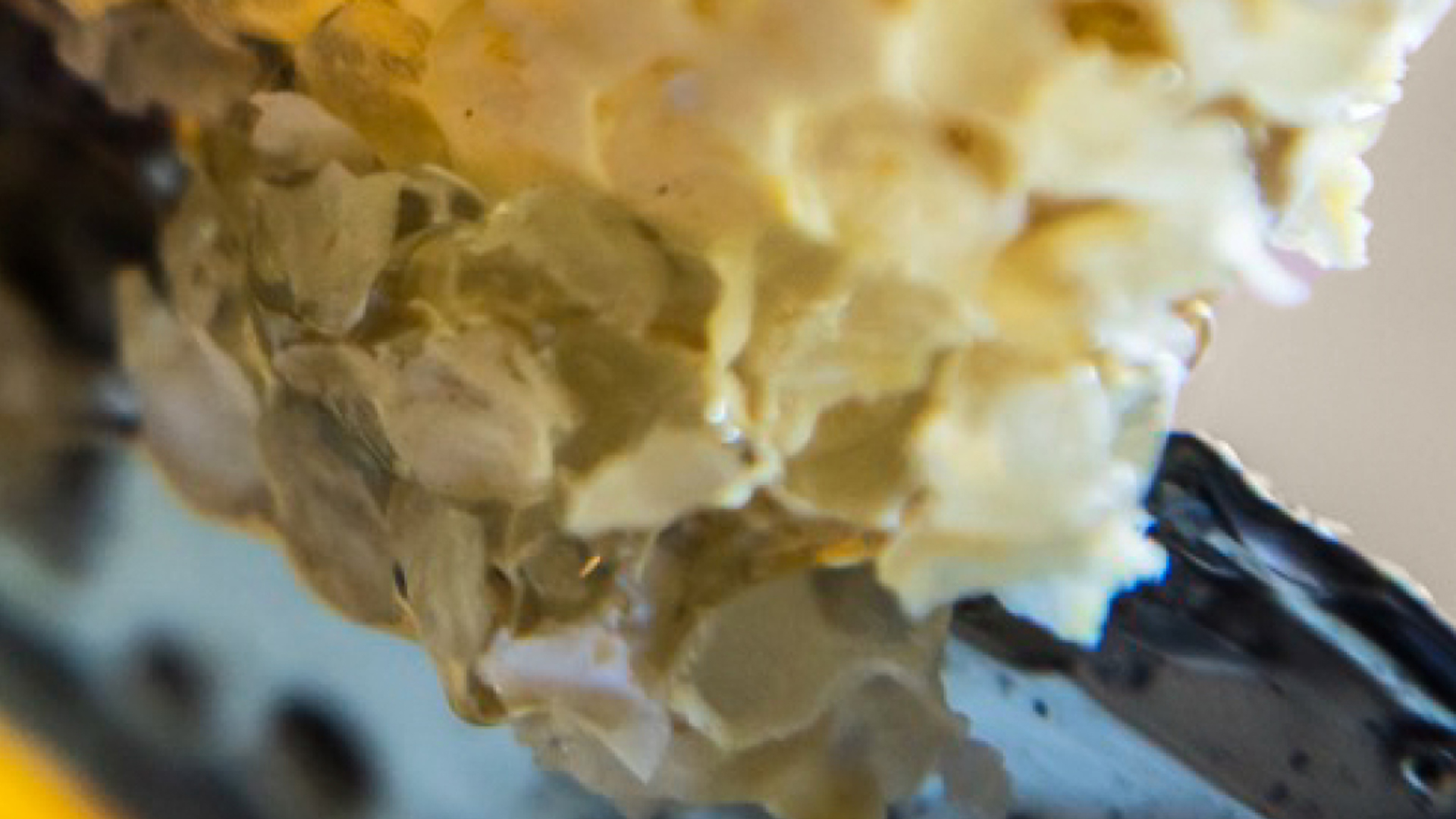 Wabenzellen der Bienenstöcke von Château Clarke, Listrac-Médoc